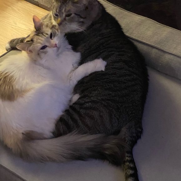 Meet your Posher, Michelle - Picture 7 of 17